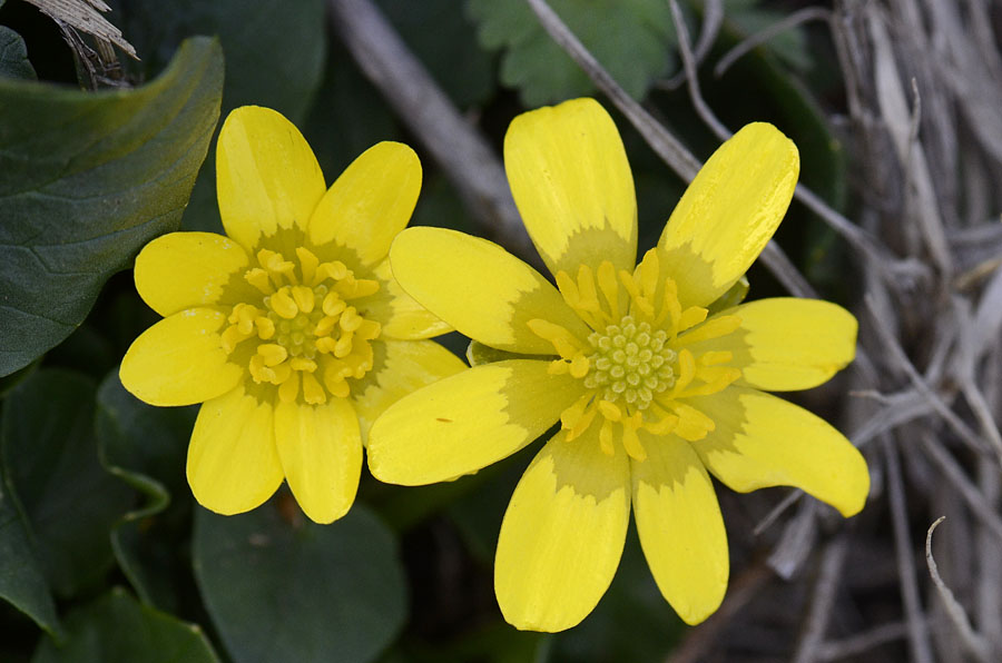 Ranunculus ficaria